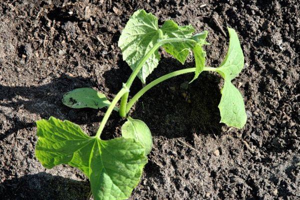 แตงกวาอ่อน