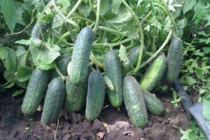 Description de la variété de concombre Ecole, caractéristiques de culture et d'entretien