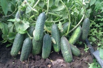 ผลแตงกวา