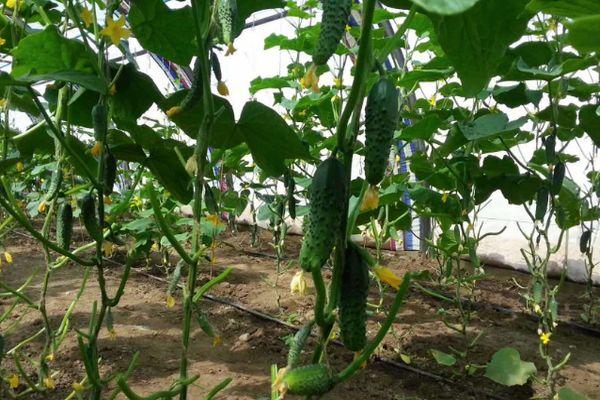 ต้นแตงกวา