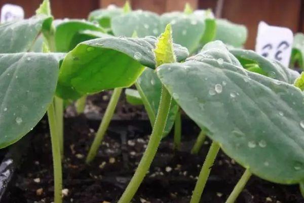 ถั่วงอกแตงกวา