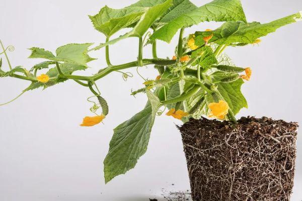 Concombre à partir de graines