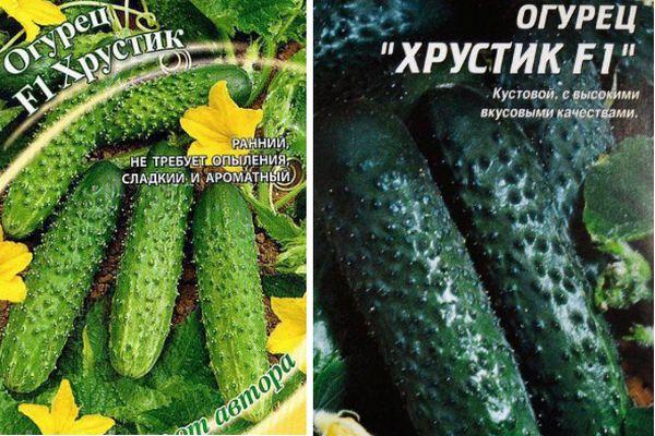 graines de concombre