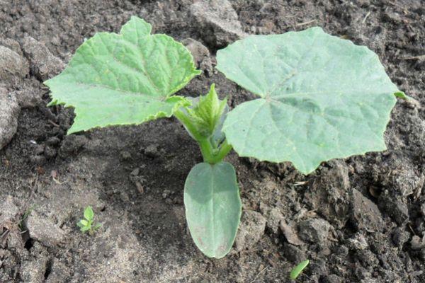 งอกในดิน