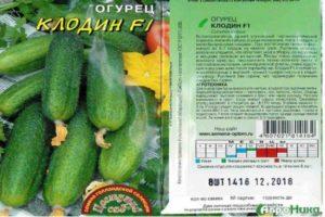 รายละเอียดของแตงกวาคลอดีนและคำแนะนำในการปลูกพันธุ์ผสม