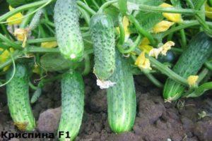 คำอธิบายพันธุ์แตงกวาคริสปินาและรายละเอียดการปลูกพันธุ์ผสม