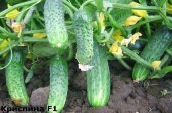 แตงกวาพาร์เธโนคาร์ปิก