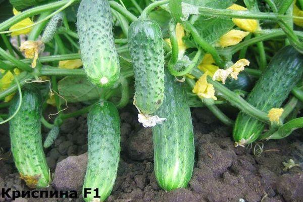 แตงกวาพาร์เธโนคาร์ปิก