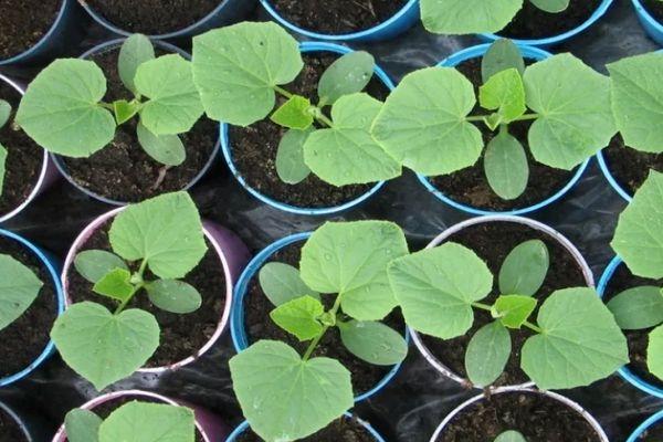 ต้นกล้าในกระถาง