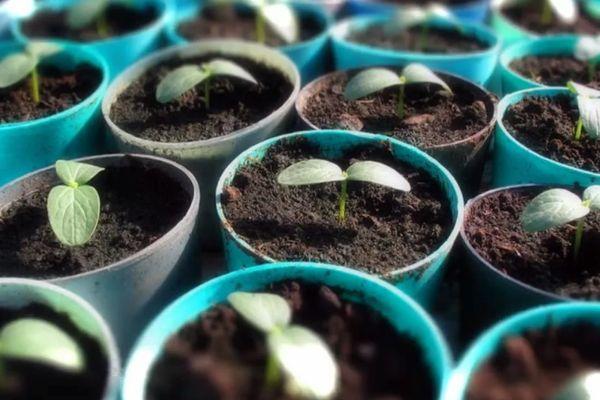 ต้นกล้าในกระถาง