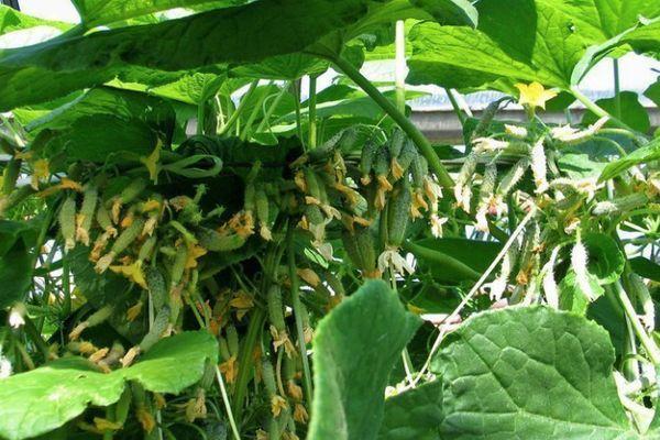 แตงกวาลูกผสม