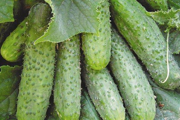 แตงกวาลูกผสม