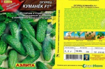 เมล็ดแตงกวา