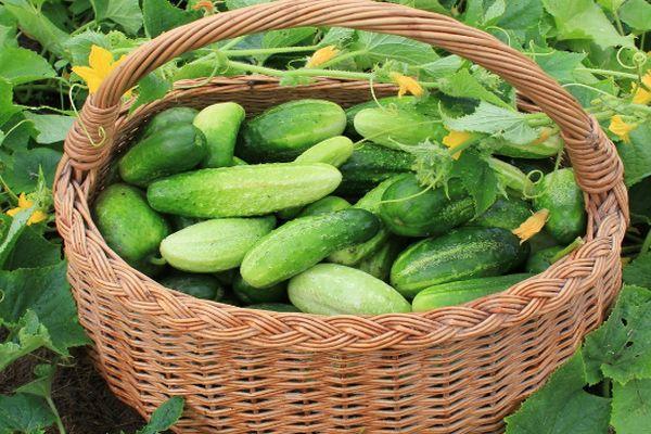 ตะกร้าผัก