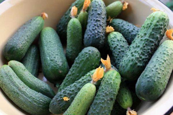 แตงกวาลูกผสม