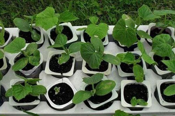 ต้นกล้าแตงกวา