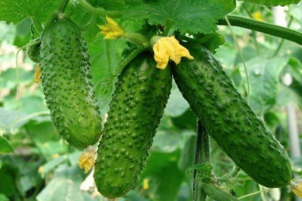 แตงกวาสุก