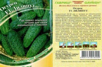 เมล็ดมะเขือเทศ