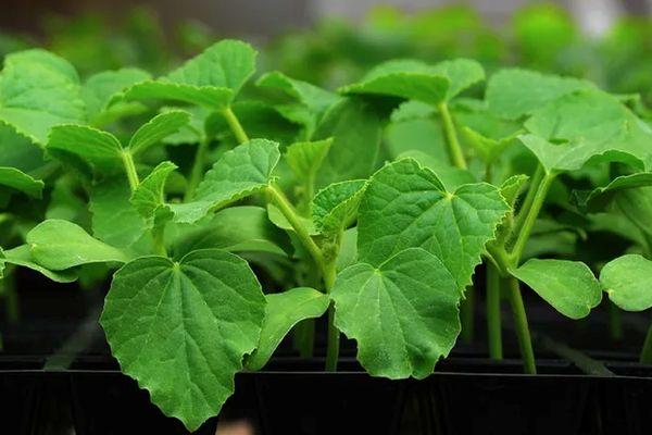 ถั่วงอกแตงกวา