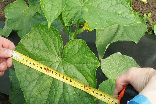 ใบแตงกวา