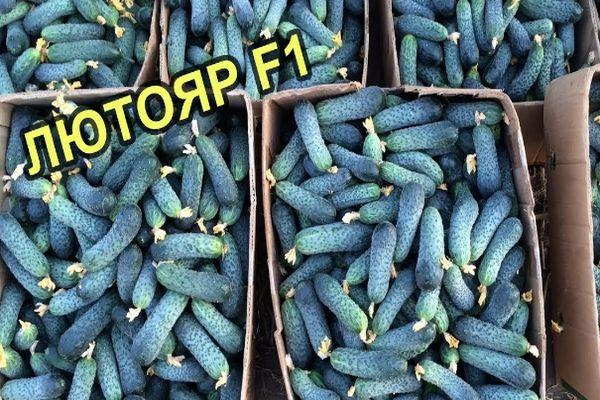 การเก็บเกี่ยวแตงกวา