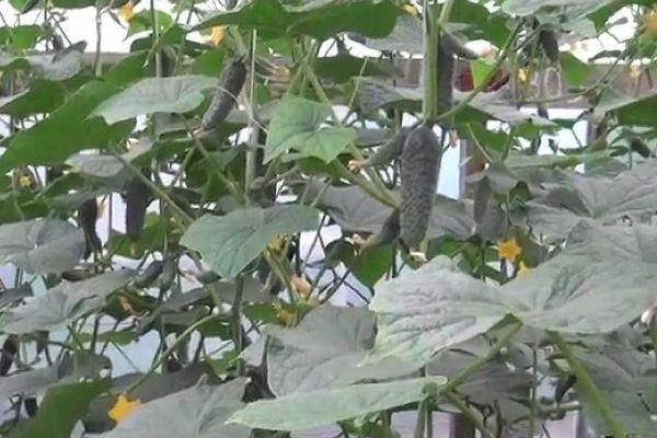 พุ่มไม้ในเรือนกระจก