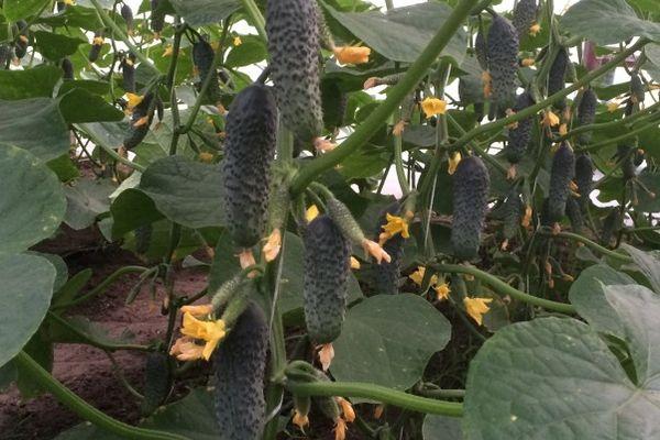 ต้นแตงกวา