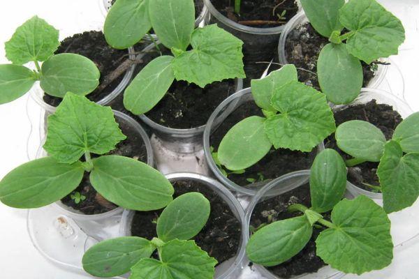 ถั่วงอกในแก้ว