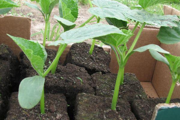 ต้นกล้าแตงกวา