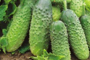 คำอธิบายพันธุ์แตงกวา Mumu f1 การปลูกและการดูแลพันธุ์ลูกผสม