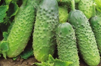 แตงกวาสุก