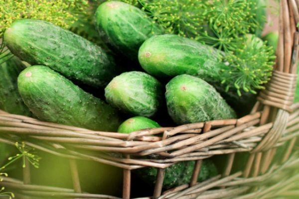 แตงกวาสุก