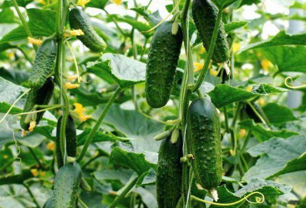 แตงกวาในเรือนกระจก