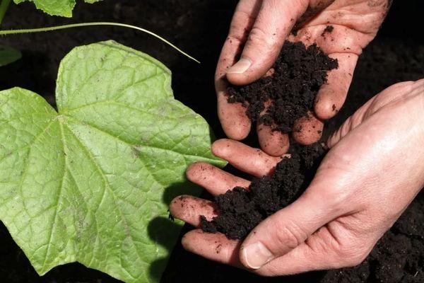 การเตรียมดิน