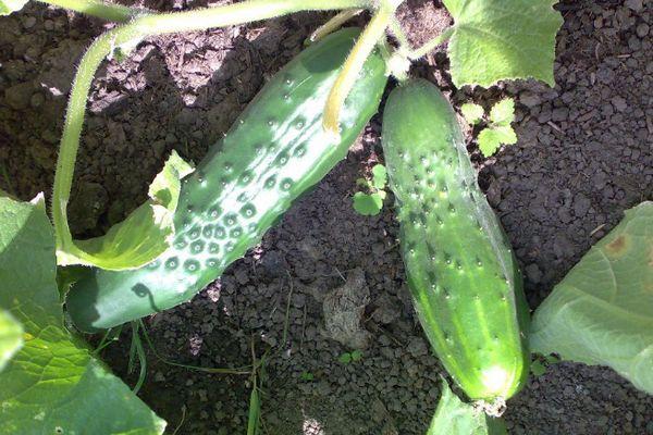 ไฮบริดอุดมสมบูรณ์