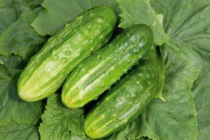 ลักษณะพันธุ์แตงกวาลูกผสม อุดมสมบูรณ์ เพาะปลูกและดูแล