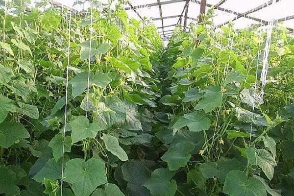 การปลูกแตงกวา