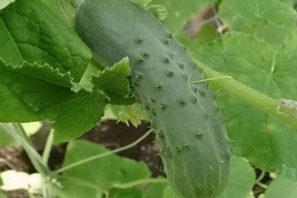 ผลแตงกวา