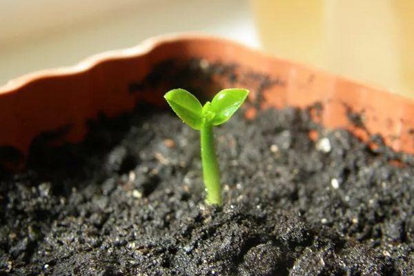 Germer dans le sol