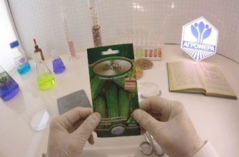 เมล็ดแตงกวา