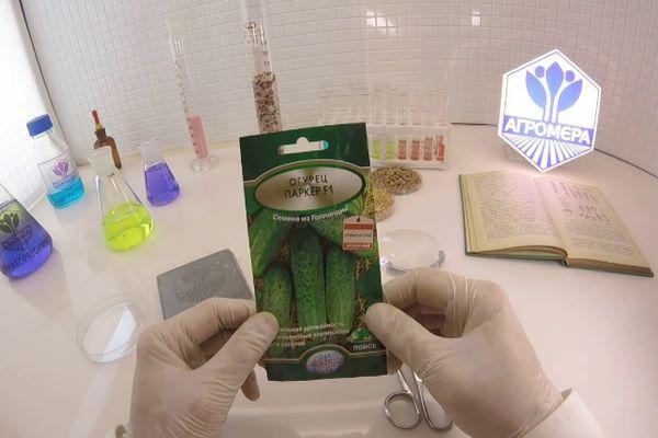 graines de concombre