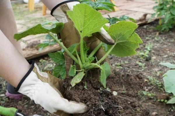 Planter des concombres