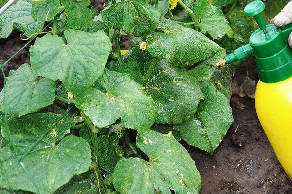 Buissons de concombres