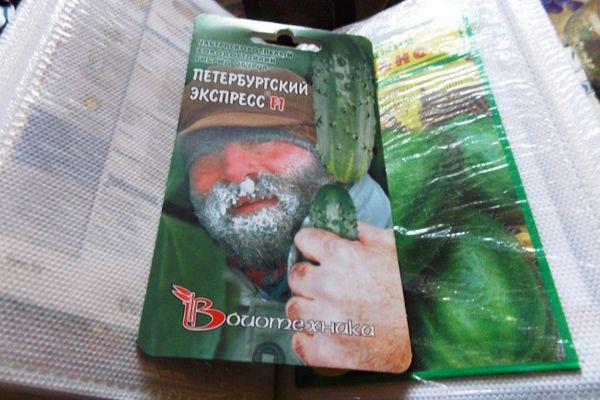 graines de concombre