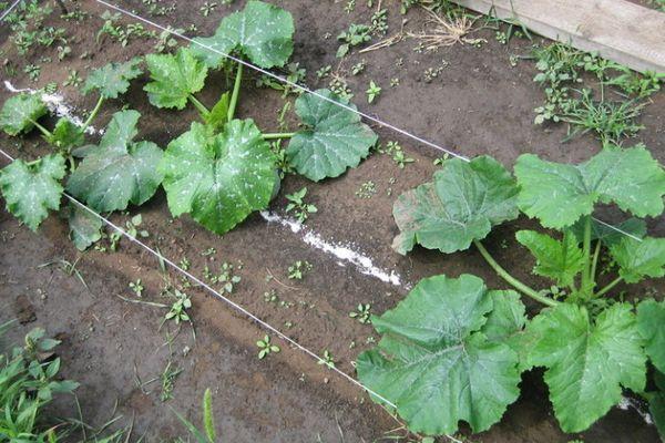 Pousses de concombre