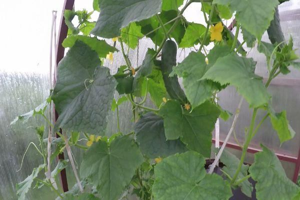 Concombres dans une serre