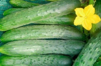 แตงกวาสุก