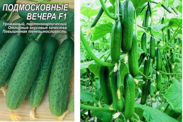 Graines et concombres