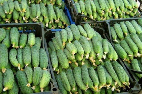 Récolte de concombres