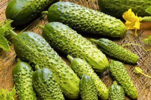 คำอธิบายเกี่ยวกับแตงกวาพันธุ์ Prima Donna คุณสมบัติและข้อดี